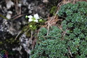 saxifraga caesia (1)